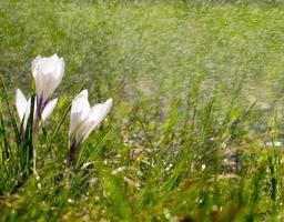 krokus blommor på ängen i solskenet i regnet foto