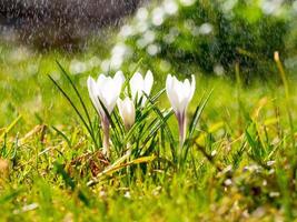 krokus blommor på ängen i solskenet i regnet foto