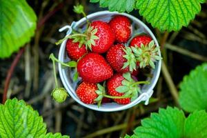 färska jordgubbar i trädgården. organisk mat. friska bär i en skål. röda frukter.