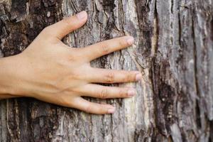 mänskliga händer rör vid barken på ett träd, konceptet att älska woet foto