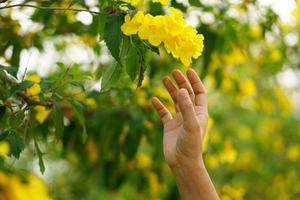 kvinnlig hand rörande blad av naturen med solljus. grön miljö mangroveskog bakgrund. global uppvärmning miljö koncept. foto