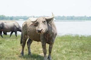 thai buffel går för att äta gräs på ett brett fält. foto