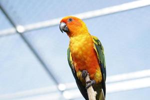 färgglada papegojor på en gren foto