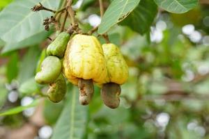 gula cashewnötter mognar på trädet. foto