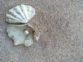 skal med en pärla på en strandsand foto