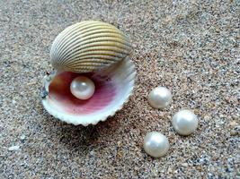 snäckskal med en pärla i sanden foto