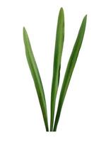 lilium blad eller lilja blad isolerad på vit bakgrund. gröna blad på vit bakgrund foto