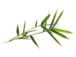 bambu blad isolerad på en vit bakgrund. bambu blad på vit bakgrund foto