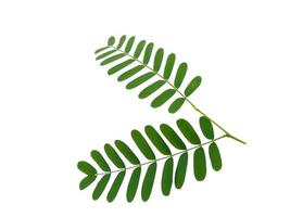 grönt blad på vit bakgrund. växt med gröna blad foto