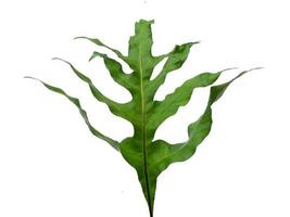 grön phlebodium aureum blad textur isolerad på vit bakgrund foto