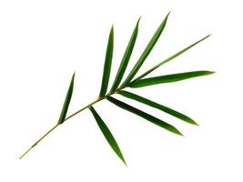 bambu blad isolerad på en vit bakgrund. bambu blad på vit bakgrund foto