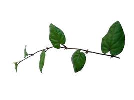 piper retrofractum blad eller java chili blad på vit bakgrund foto