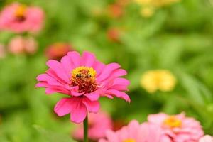 zinnia blommor, färgglada blommor, tropiska blommor, thailändska blommor, närbild. foto