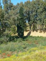 olivträd på en äng foto
