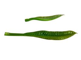 plumeria eller frangipani blad isolerad på vit bakgrund foto