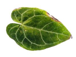 anthurium crystallinum blad isolerad på vit bakgrund. gröna blad på vit bakgrund foto
