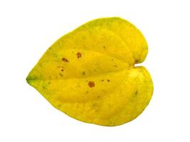 gul blad bakgrund. hjärtformade gula blad. gult betelblad isolerad på vit bakgrund foto