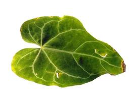 anthurium crystallinum blad isolerad på vit bakgrund. gröna blad på vit bakgrund foto