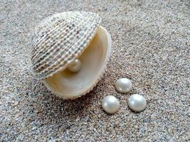 snäckskal med en pärla i sanden foto