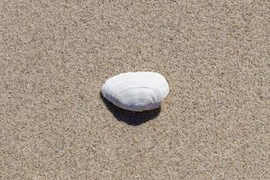 snäckor på stranden sanden i sommarsolen - semester bakgrund. foto