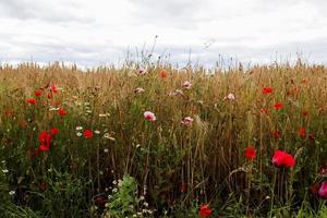 vackra röda vallmo blommor papaver rhoeas i ett gyllene vetefält som rör sig i vinden foto