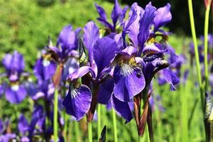 vackra blommor i en europeisk trädgård i olika färger foto