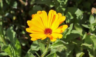 vackra blommor i en europeisk trädgård i olika färger foto