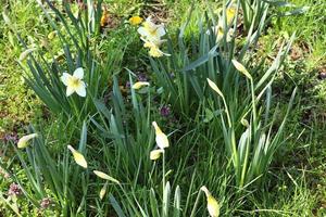 vackra blommor i en europeisk trädgård i olika färger foto