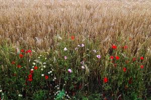 vackra röda vallmo blommor papaver rhoeas i ett gyllene vetefält som rör sig i vinden foto