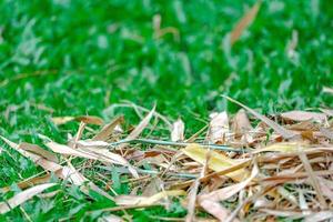 bambu torrt löv på gräsgolvet. foto