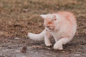 rädd mullvad och röd katt, en katt som leker med sitt byte på gräset, en naturlig instinkt hos en katt. foto