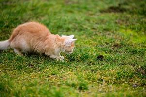 den lilla röda katten jagade mullvaden, en naturlig instinkt hos katten. foto