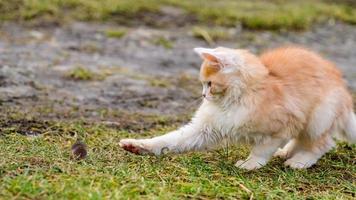 efter jakt leker en katt med sitt byte, en katt och en mullvad i naturen. foto