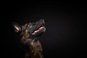porträtt av en belgisk herdehund på en isolerad svart bakgrund. foto