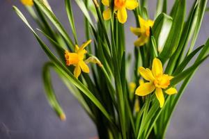 säsongsbetonad heminredning med blomkruka av påskliljor foto