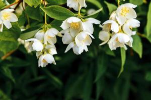 vackra vita jasminblommor på våren. bakgrund med blommande jasminbuske. inspirerande naturlig blommig vårblommande trädgård eller park. blomkonstdesign. aromaterapi koncept. foto