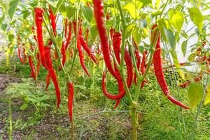 trädgårdsskötsel och jordbruk koncept. perfekt röd färsk mogen ekologisk chilipeppar redo att skördas på gren i trädgården. vegansk vegetarisk hemodlad matproduktion. plocka het kryddig cayennepeppar. foto