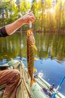 fiske camping turism koppla av resa aktiv livsstil äventyr koncept. fiskare hand med fisk gädda mot bakgrund av vacker natur och sjö eller flod. foto