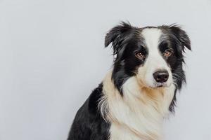 söt hundvalp border collie med roligt ansikte isolerad på vit bakgrund. söt hund. sällskapsdjur djurliv koncept. kärlek till husdjur vänskap följeslagare. foto