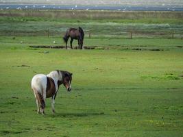 baltrum island i tyskland foto