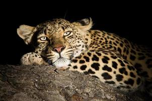 kvinnlig leopard foto