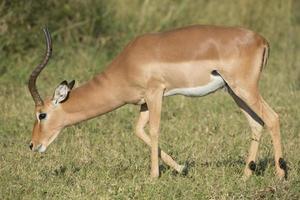 manlig impala (aepyceros melampus) Sydafrika