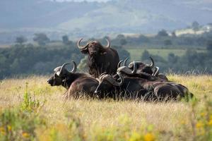 afrikansk buffel