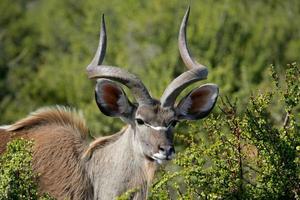kudu antilop