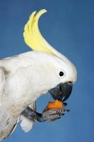 cockatoo äter på blå bakgrund foto