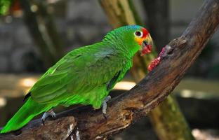 färgglad papegoja