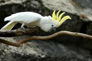 vit kakaduapapegojorfågel med gul vapen på trä foto