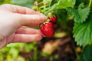 trädgårdsskötsel och jordbruk koncept. kvinnlig lantarbetare hand skördar röda färska mogna ekologiska jordgubbar i trädgården. vegansk vegetarisk hemodlad matproduktion. kvinna plocka jordgubbar i fält.