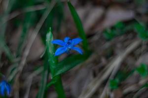 skog blommor och växter närbild på en suddig bakgrund foto