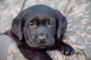 labrador retriever valp av svart färg på händerna. mjukt fokus. foto